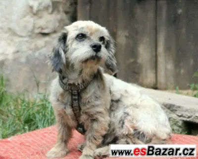 BERUŠKA - Shi-Tzu - fena