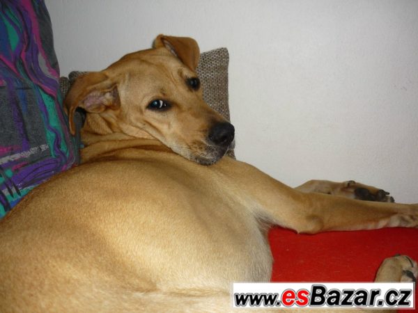 Fenka Rhodenský ridgeback ke krytí – fotografie 1