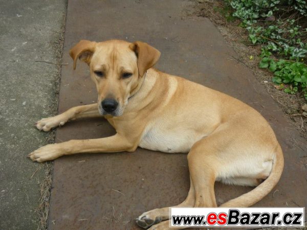 Fenka Rhodenský ridgeback ke krytí – fotografie 3