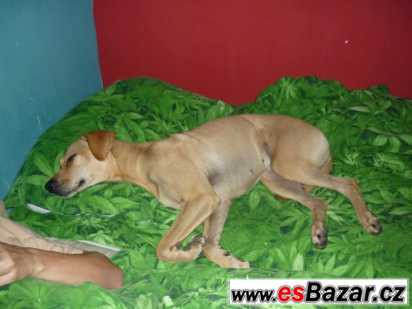 Fenka Rhodenský ridgeback ke krytí – fotografie 4