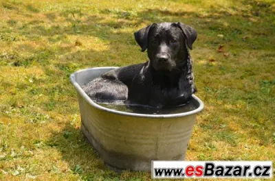 Hledá se nevěsta - černá labradorka