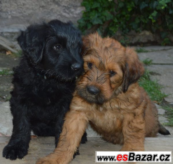 Briard-poslední plavá fenka – fotografie 2