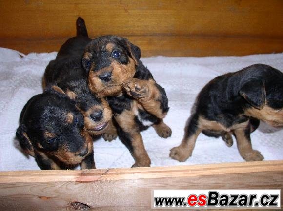 Erdelteriér (airedale terier) štěňa – fotografie 1