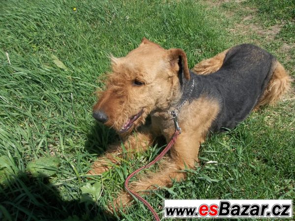 Erdelteriér (airedale terier) štěňa – fotografie 3