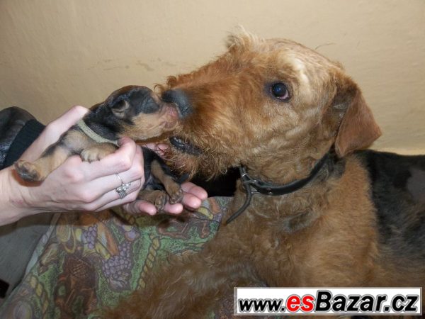 Erdelteriér (airedale terier) štěňa – fotografie 4