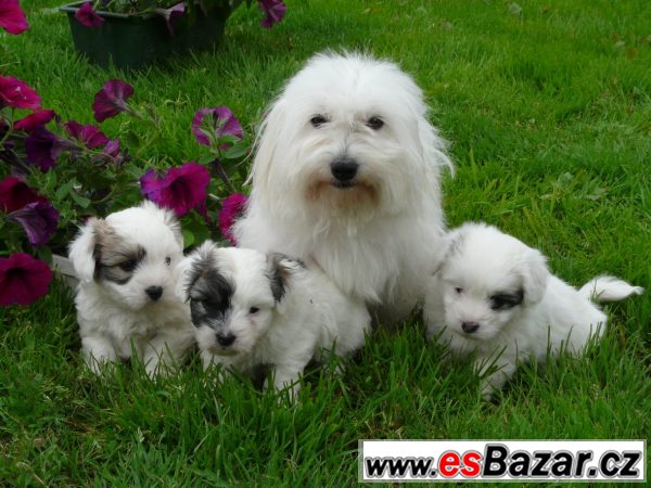 Coton de Tulear s PP – fotografie 1