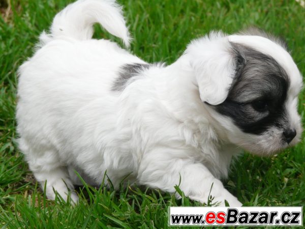 Coton de Tulear s PP – fotografie 2
