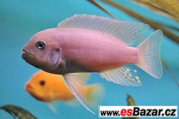 Akvarijní komplet – fotografie 1