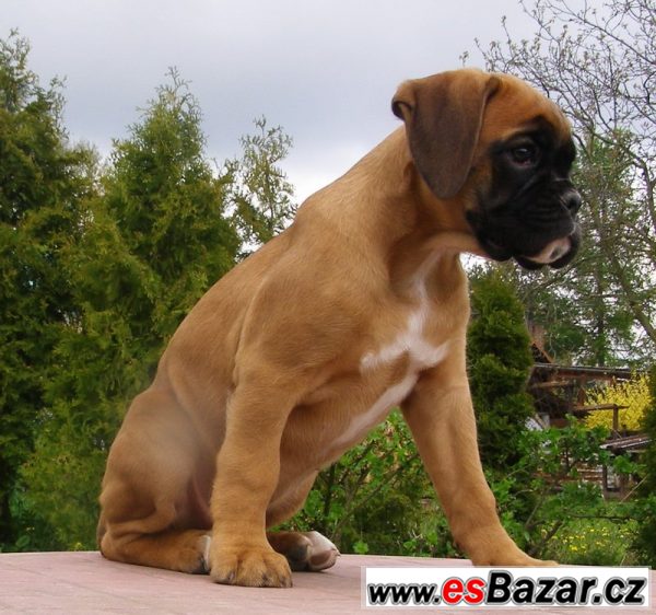 Boxer - štěňátko s PP – fotografie 3