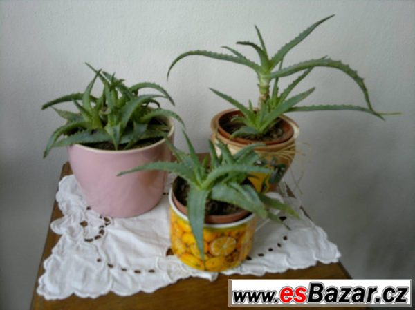 Aloe léčivá – fotografie 1