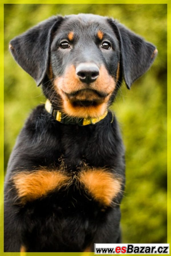 Beauceron - štěňátka s PP – fotografie 3