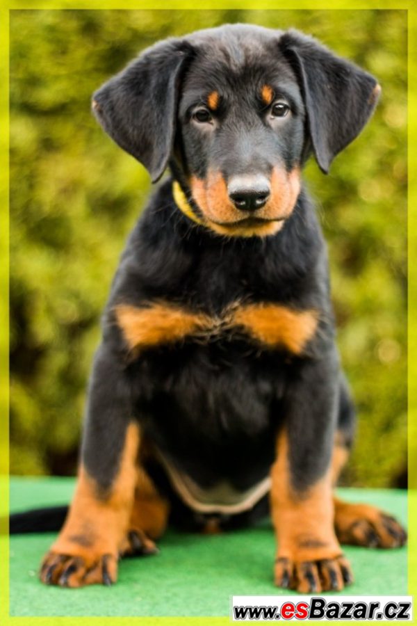 Beauceron - štěňátka s PP – fotografie 4