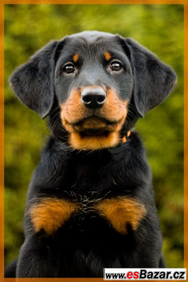 Beauceron - štěňátka s PP – fotografie 5