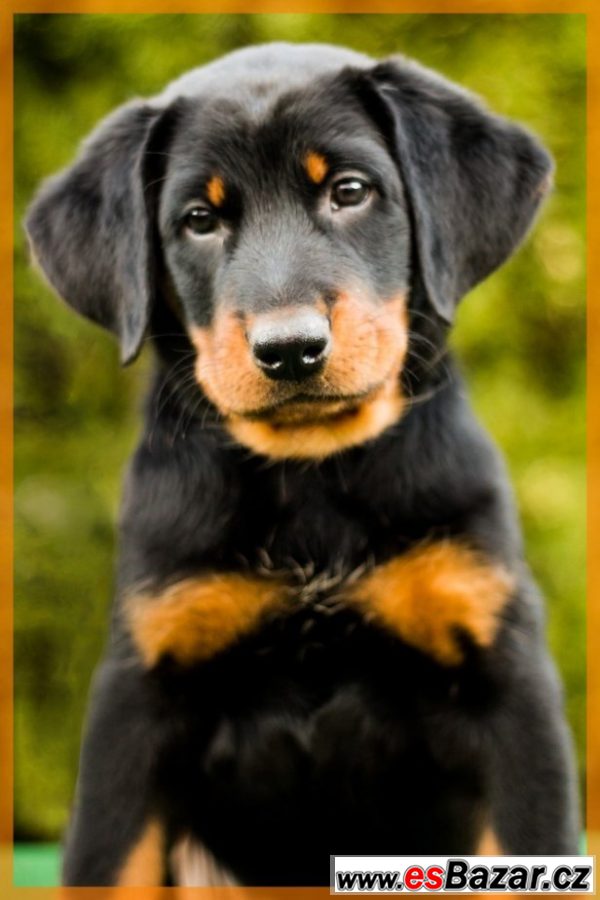 Beauceron - štěňátka s PP – fotografie 6