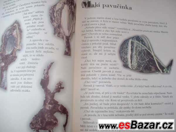 Z Tajemného lesa – fotografie 2