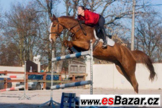 Spolehlivá skokanka do 130 cm + VIDEO – fotografie 4