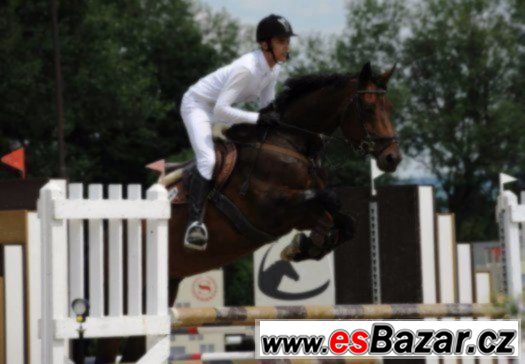 Klisna KWPN do sportu  + VIDEO – fotografie 1