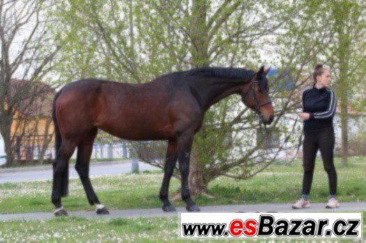 Klisna KWPN do sportu  + VIDEO – fotografie 2