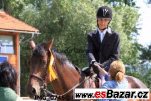 Klisna KWPN do sportu  + VIDEO – fotografie 5