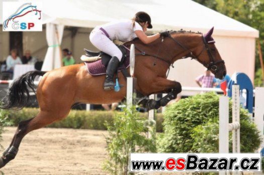 Exkluzivní valach do vysokého sportu – fotografie 4