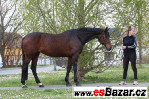 Klisna KWPN do vyššího sportu + VIDEA – fotografie 2