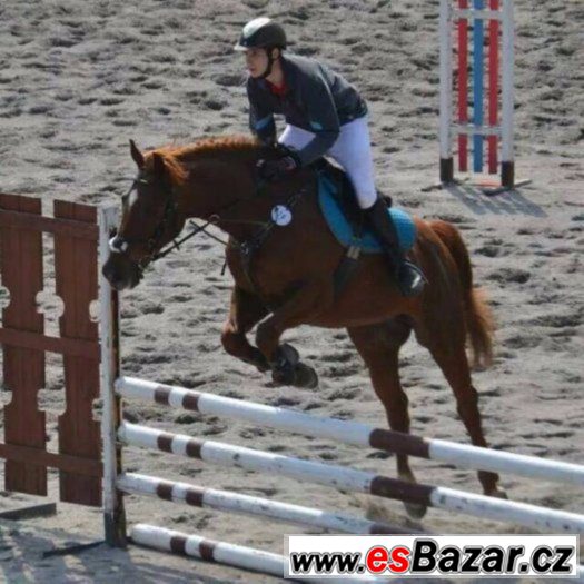 Spolehlivý valach do jezdecké školy,sportu + VIDEO – fotografie 4