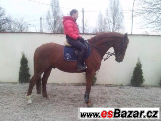 Spolehlivý valach do jezdecké školy,sportu + VIDEO – fotografie 5