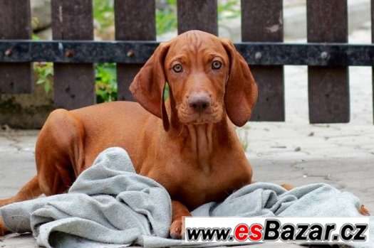 Maďarský krátkosrstý ohař – fotografie 1
