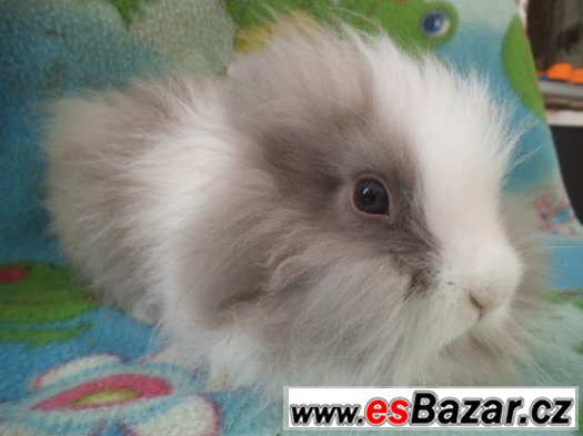 ZAKRSLÍ KRÁLÍČCI KLUCÍ LVÍČKOVÉ TEDDY GEN/ 4 MESICE – fotografie 2