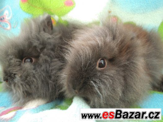zakrslí KRÁLÍČCI/LVÍČKOVÉ/TEDDY GEN/ 4 STAŘÍ – fotografie 4