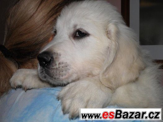 Zlatý retriever - nádherná  štěňátka s PP – fotografie 1
