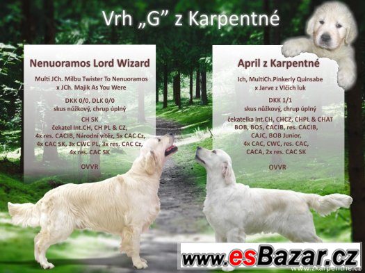 Zlatý retriever - nádherná  štěňátka s PP – fotografie 2