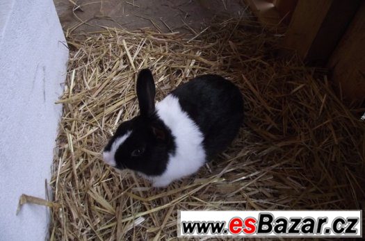 Králík zakrslí – fotografie 2