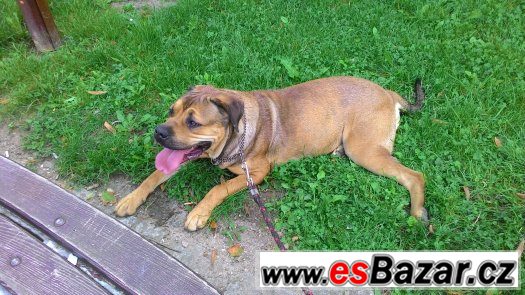 Americký bandog-HLEDÁME PSA ke krytí – fotografie 2