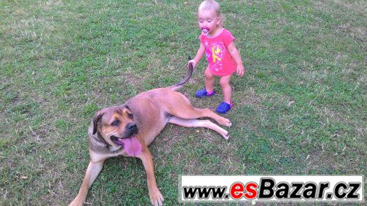 Americký bandog-HLEDÁME PSA ke krytí – fotografie 3