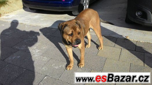 Americký bandog-HLEDÁME PSA ke krytí – fotografie 4