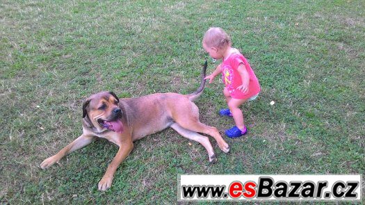 Americký bandog-HLEDÁME PSA ke krytí – fotografie 5