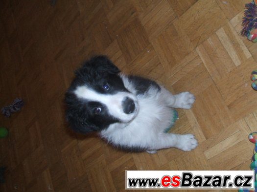 border kolie – fotografie 2