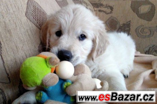 Štěňátka -Zlatý retriever, Golden retriever -s PP – fotografie 2