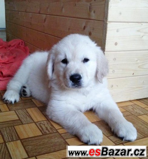 Štěňátka -Zlatý retriever, Golden retriever -s PP – fotografie 4