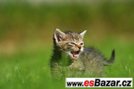 Sigma 135-400mm – fotografie 1