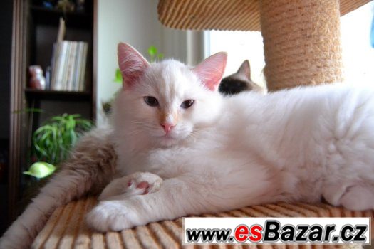 Poslední volné koťátko ragdoll – fotografie 2
