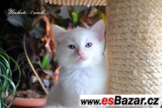 Ragdollí koťátko - princátko s PP – fotografie 1