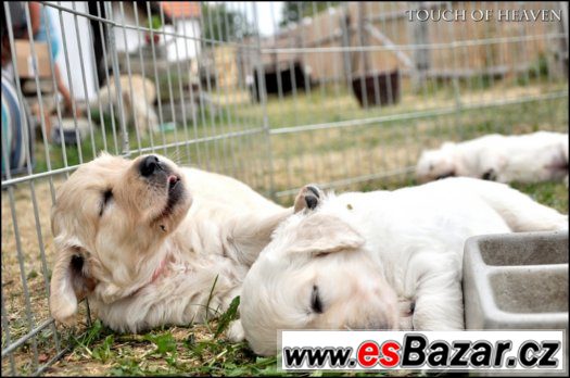 Štěňátka - Zlatý retriver – fotografie 5