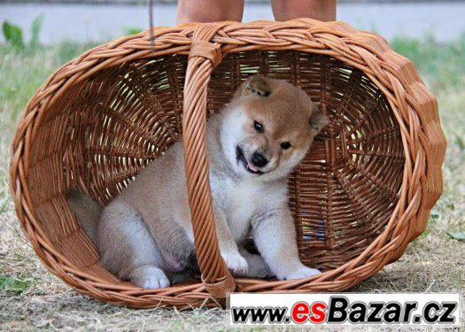 Shiba ini s PP – fotografie 3