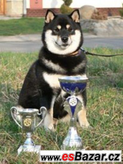 Shiba ini s PP – fotografie 4