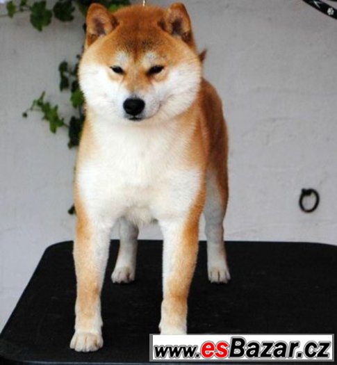 Shiba ini s PP – fotografie 5
