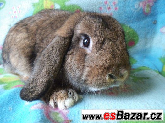 DARUJI ZA 3 KG MRKVE/zakRSLEHO BERANKA SE SATEN GENEM – fotografie 1