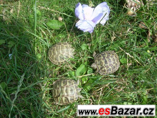 Suchozemská želva - Testudo horsfieldi – fotografie 5