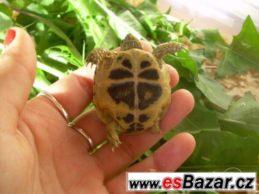 Testudo horsfieldi - želva stepní – fotografie 4